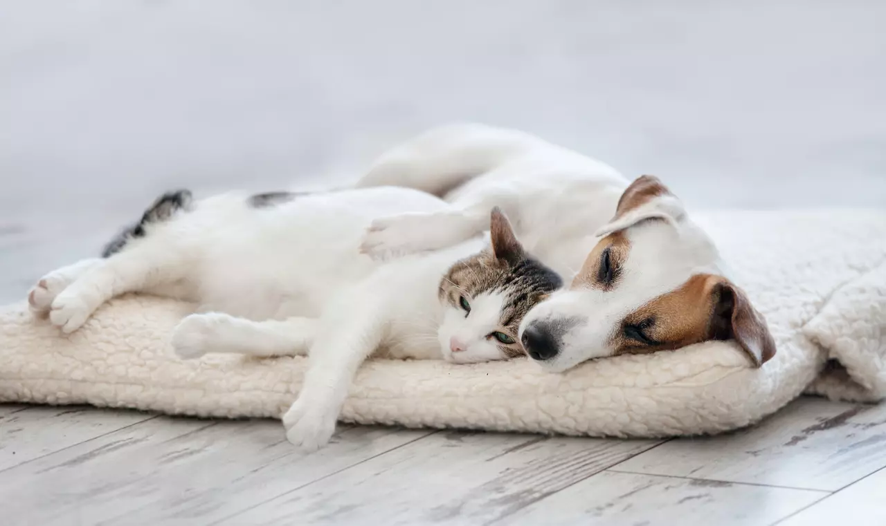 Cat and dog sleeping. Pets sleeping embracing