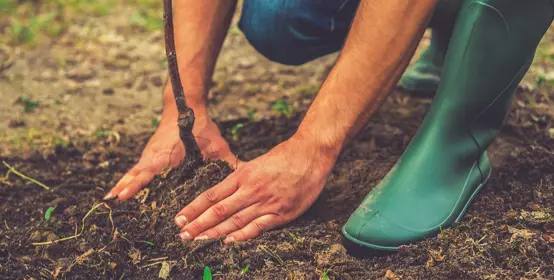 Planting a tree. Closeup on young man planting the tree while working in the garden