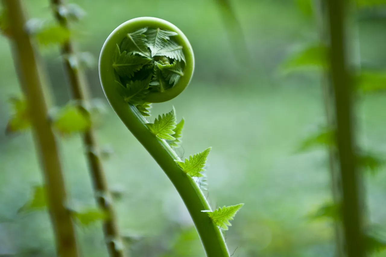 植物向内卷曲的特写