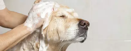 宠物和动物护理